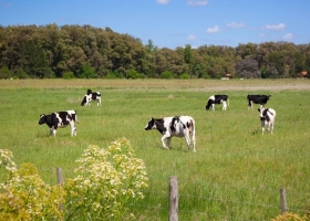 La calidad de la leche argentina alcanzó su máximo nivel en 12 años