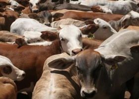 Novillo Mercosur: la devaluación en Brasil hizo caer el precio en dólares de la hacienda argentina