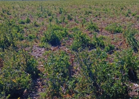 El Niño y más lluvias: el INTA advierte por una mayor presión de malezas en la campaña agrícola