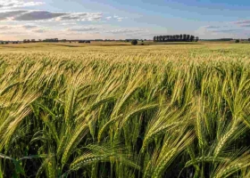 Cebada 2026/27: las heladas condicionan los rindes y las expectativas llegan a 58 qq/ha