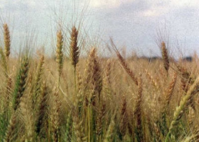 CUESTIONAN LA CAÍDA DEL ÁREA SEMBRADA CON TRIGO  