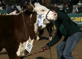 CON BUENOS PRECIOS PARA LOS ANIMALES Y GRAN CONVOCATORIA, CULMINÓ LA RURAL