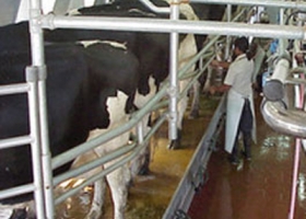 LAS INDUSTRIAS PAGARÁN DE ACUERDO A LA CALIDAD DE LA LECHE