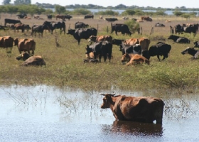 ENTRE RÍOS: POR LA CRECIENTE, PRODUCTORES RETIRAN ANIMALES DE LAS ISLAS