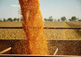 TERMINÓ LA COSECHA DE MAÍZ CON UN RINDE BAJO POR EFECTO DE “LA NIÑA”: EN ESTA CAMPAÑA SE REPETIRÁ EL MISMO FENÓMENO CLIMÁTICO