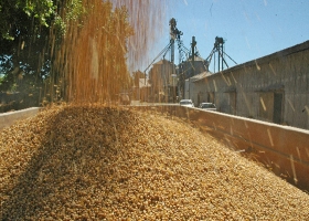 LAS BOLSAS DE CEREALES PIERDEN PESO EN EL MERCADO DE GRANOS