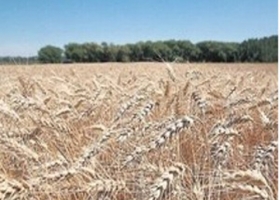 ALERTA: SE COMPLICA LA SITUACIÓN DEL TRIGO POR LA FALTA DE LLUVIAS