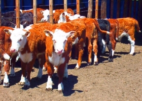 LA OCUPACIÓN DE LOS FEEDLOTS CAYÓ UN 3% 