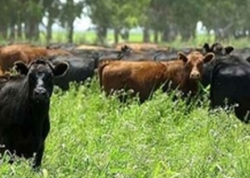 EL PRECIO DE LA CARNE NO SALDRÁ INDEMNE