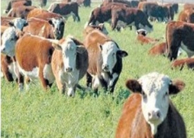 INVERNADORES Y CRIADORES SE RETIRARÁN DEL MERCADO ESPERANDO BAJA DE PRECIOS
