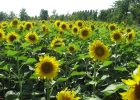 SOJA Y GIRASOL, CASTIGADOS POR LAS BAJAS EN CHICAGO