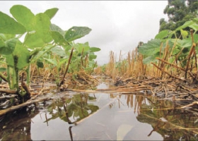 LA BOLSA ALERTA QUE LAS ÚLTIMAS LLUVIAS NO FUERON SUFICIENTES PARA LA SOJA