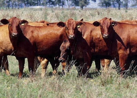 ¿CÓMO ARRANCARON 2012 LOS PRECIOS DE CRÍA E INVERNADA?
