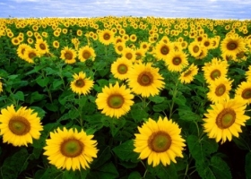 BUENAS PERSPECTIVAS PARA LA PRODUCCIÓN DE GIRASOL 