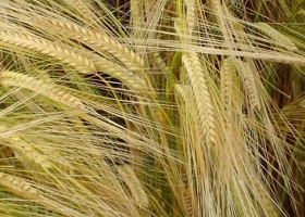 UN NUEVO CULTIVO SE SUMA EN LA REGIÓN, ¿CEBADA? 