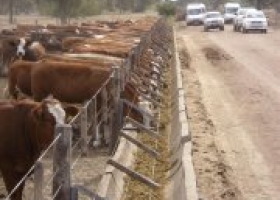 EL NIVEL DE ENCIERRE EN FEEDLOTS SUPERARÍA EL 50%