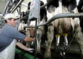 EN 9 DE JULIO LA INUNDACIÓN IMPACTÓ SOBRE LA PRODUCCIÓN TAMBERA: SE PIERDEN 2 LITROS POR CABEZA