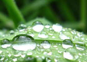 ESCASAS LLUVIAS EN LA MAYOR PARTE DEL ÁREA AGRÍCOLA 