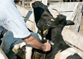 ESTRATEGIA MUNDIAL PARA EL CONTROL DE LA FIEBRE AFTOSA