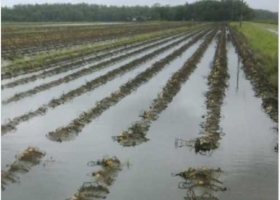 El agua complica a la región núcleo 