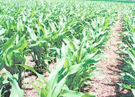 Las lluvias impulsan una cosecha récord de maíz y de soja 