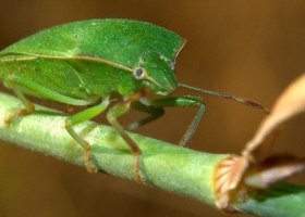 Advierten sobre chinche verde en el trigo