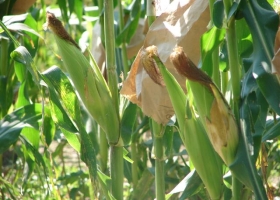 Recortan en Chicago pronóstico de cosechas de maíz y soja de Argentina