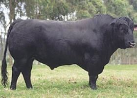 Más de la mitad del rodeo nacional ganadero pertenece a la raza angus