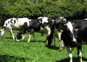 A nuestras vacas, ni les sacan el cuero