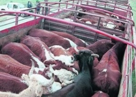 Precios firmes para los lotes especiales