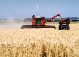 Brasil busca otros proveedores de trigo por la caída en la producción argentina