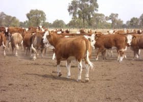 Por el precio del maíz, este año el "feedlot" les fijará cotización a los terneros