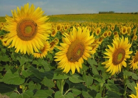 El girasol rindió un promedio de 17,4 qq/ha