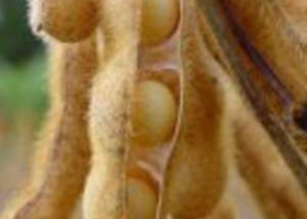 Las temperaturas podrían jugarle una mala pasada a la soja