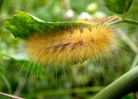 Alerta: Se registran ataques de gatapeluda en sojas tardías