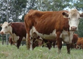 Las ineficiencias del proceso de producción afectan la competitividad de la carne vacuna (*)