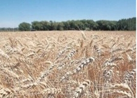 Cristina anunció un nuevo régimen de retenciones para los productores de trigo