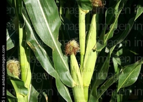 Lluvias benefician al maíz (pero perjudican a la soja)