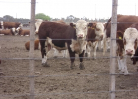 Feedlots apuestan a que Europa importe más carne para que no caiga el precio