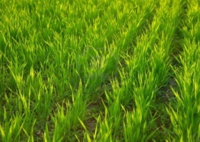 En campos alquilados habrá muy poco trigo