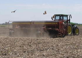 La sequía detuvo la siembra del girasol