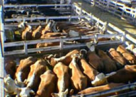Saldo negativo en la venta de hacienda