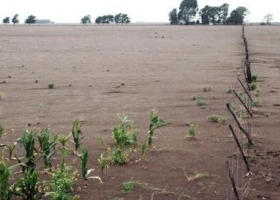 El agua no alcanzó y la Bolsa pone en alerta amarillo al maíz y trigo