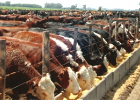 El "feedlot" tiene números para celebrar