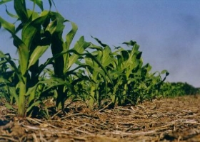 El maíz y el trigo siguen en caída por la falta de lluvias