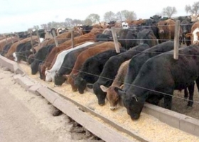 El feedlot mira nuevos parámetros de calidad