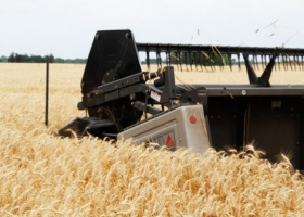 La producción de trigo se ubicaría en las 10.350.000 tns 
