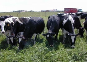 Logran alimentar el motor de un auto con gas emitido por vacas