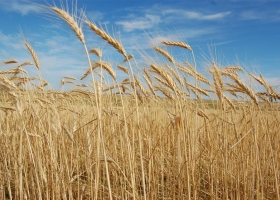 El trigo local se hundió 40% en una semana