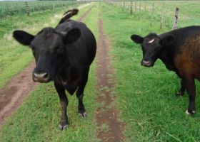 Trigo y carne, las cadenas en las que Casamiquela pondrá primero su atención